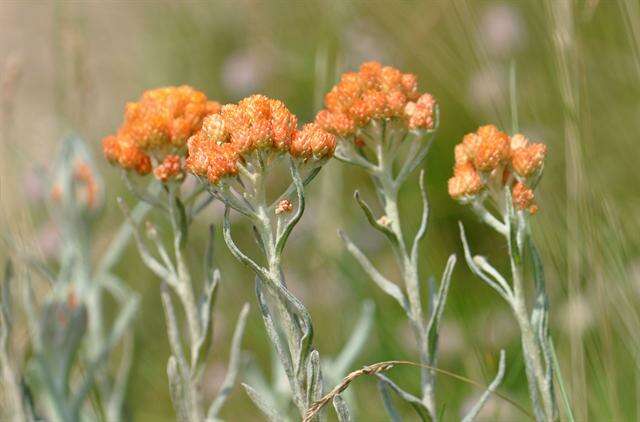 Image of strawflower