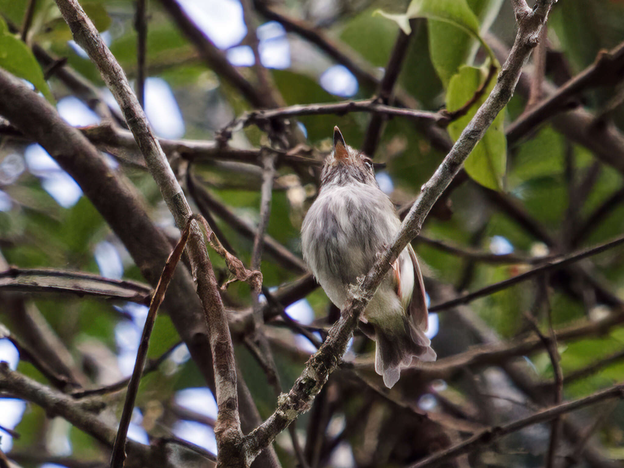 Image of White-bellied Pygmy Tyrant