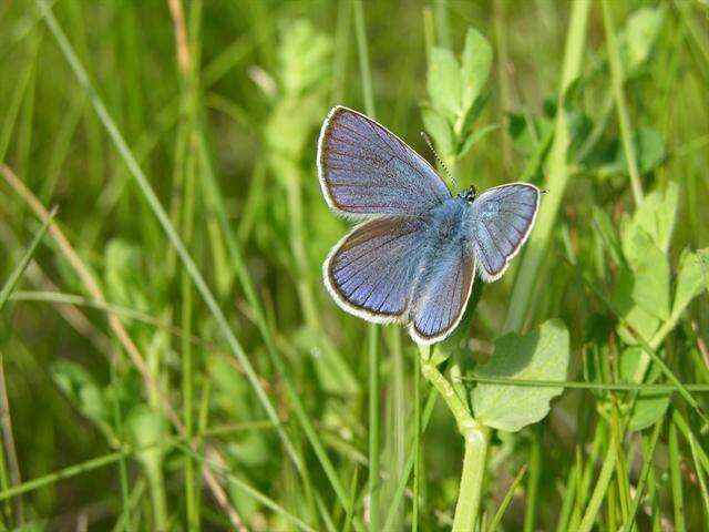 Sivun Cyaniris kuva