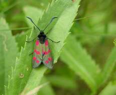 Image of burnet and forester moths