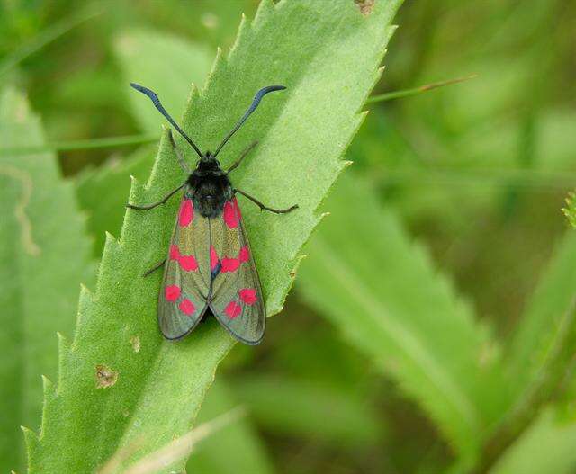 Image of burnet and forester moths