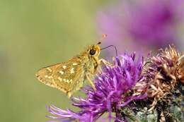 Image of Branded Skippers