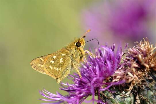 Image of Branded Skippers