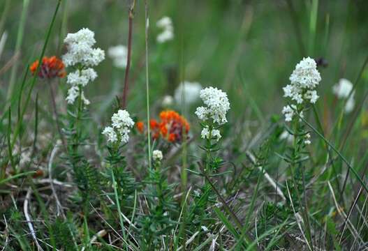 Imagem de Galium