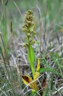 Plancia ëd Dactylorhiza