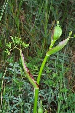 Imagem de Oreoselinum