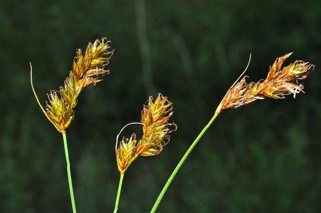Image of Carex colchica J. Gay