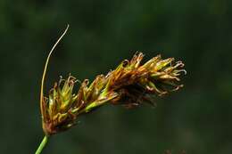 Image of Carex colchica J. Gay