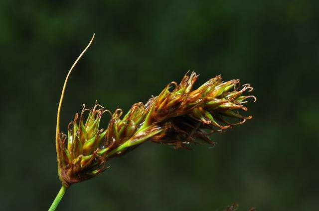 Image of Carex colchica J. Gay