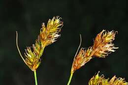 Image of Carex colchica J. Gay