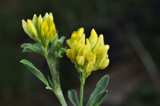 Слика од Medicago falcata L.