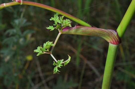 Imagem de Oreoselinum