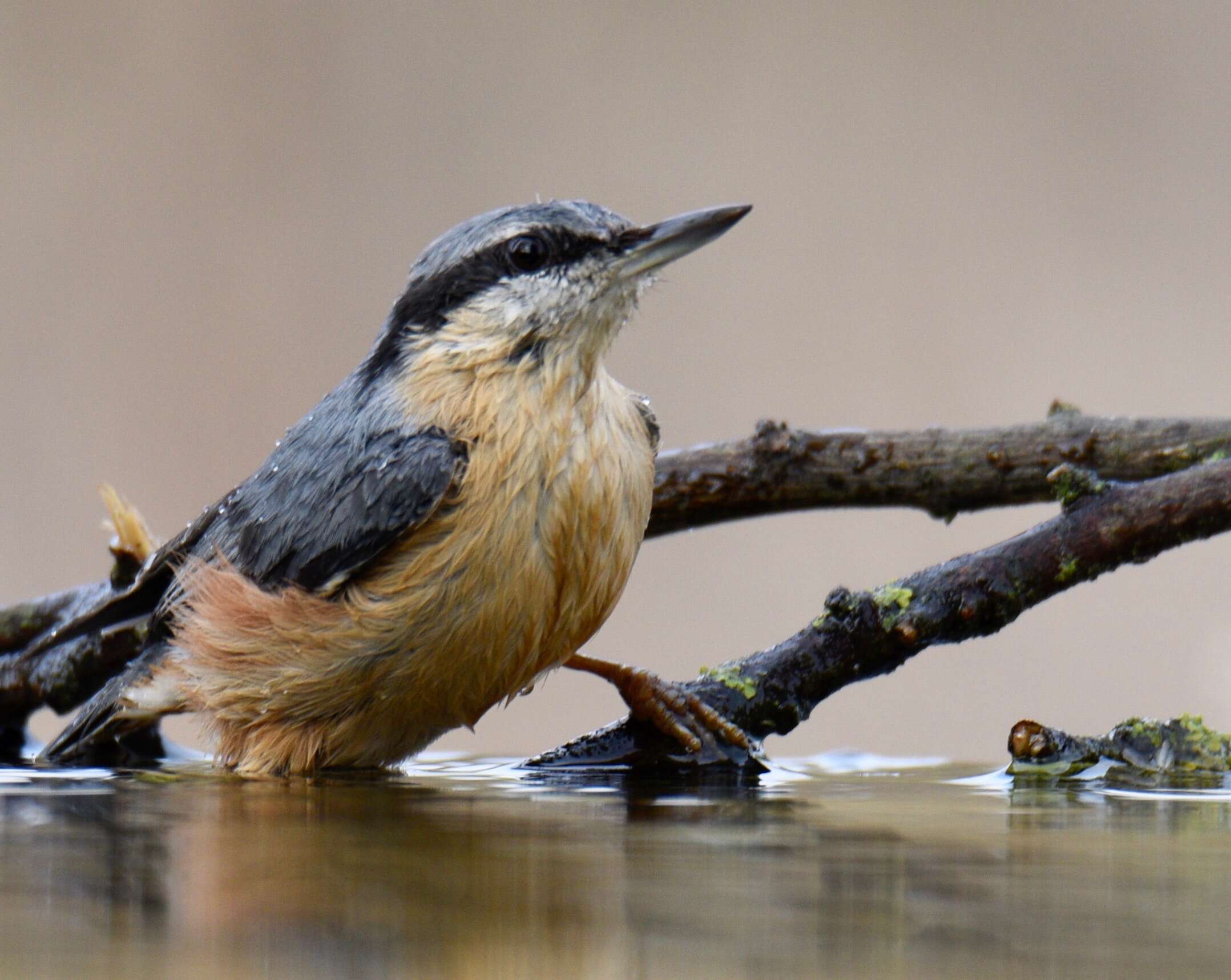 Image of Eurasian Nuthatch