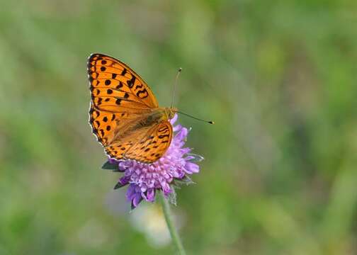 Image of Fabriciana