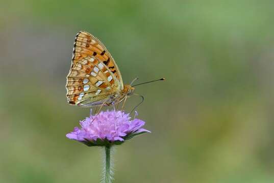 Image of Fabriciana