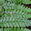 Plancia ëd Polystichum braunii (Spenn.) Fée