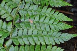 Image of hollyfern