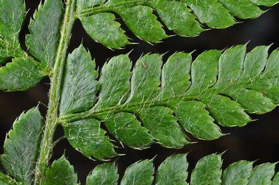 Image of hollyfern