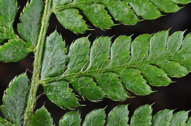 Image of hollyfern