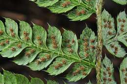 Image of hollyfern