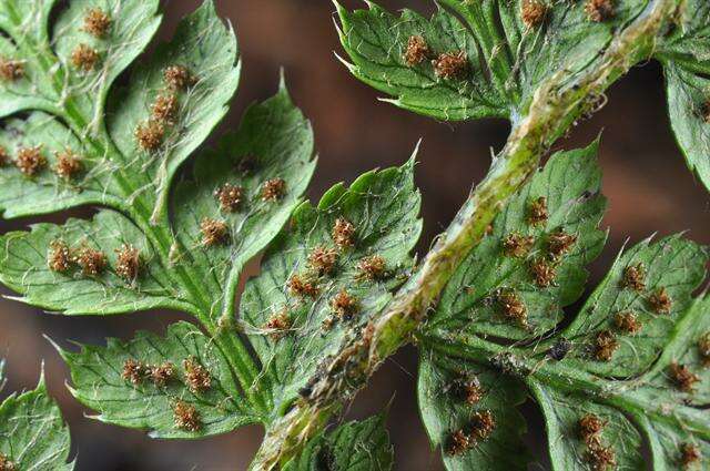 Image of hollyfern