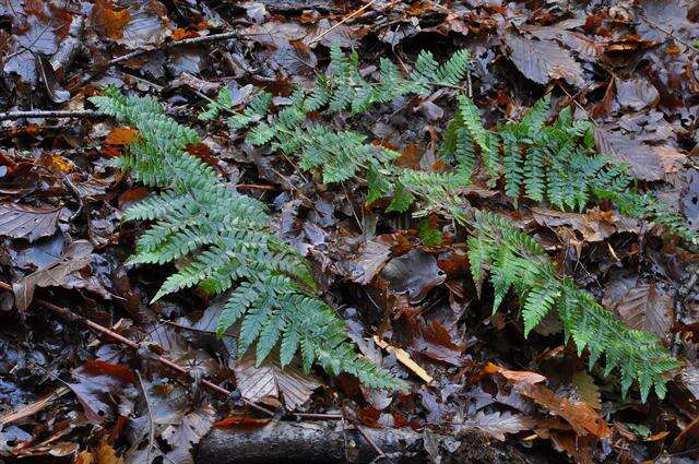 Image of hollyfern