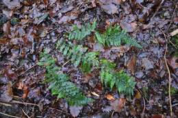 Image of hollyfern