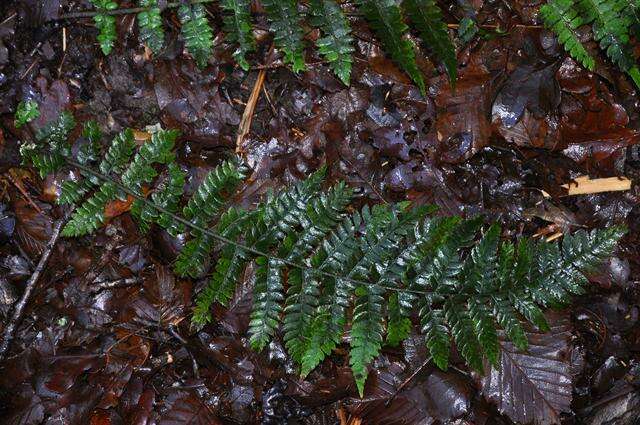 Image of hollyfern