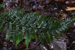 Image of hollyfern