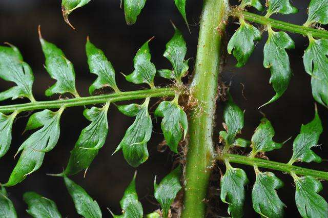 Image de Polystichum