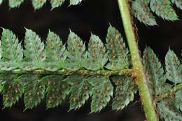 Image de Polystichum