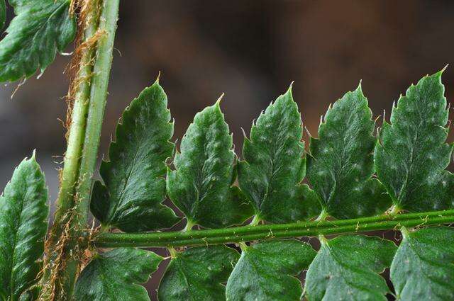 Image de Polystichum