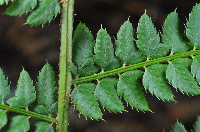 Image of hollyfern