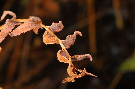 Plancia ëd Polystichum