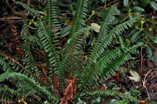 Слика од Polystichum