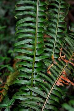 Image of hollyfern