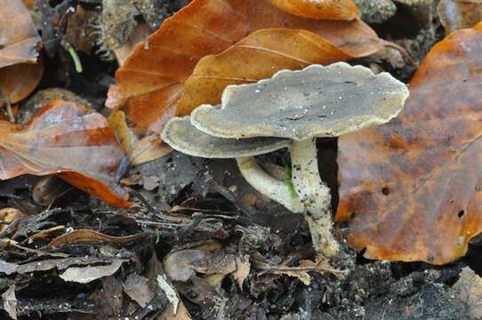 Image of Lentinus