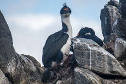 Image of Kerguelen Shag