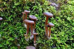 Imagem de Pseudoclitocybe