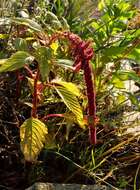 Amaranthus resmi