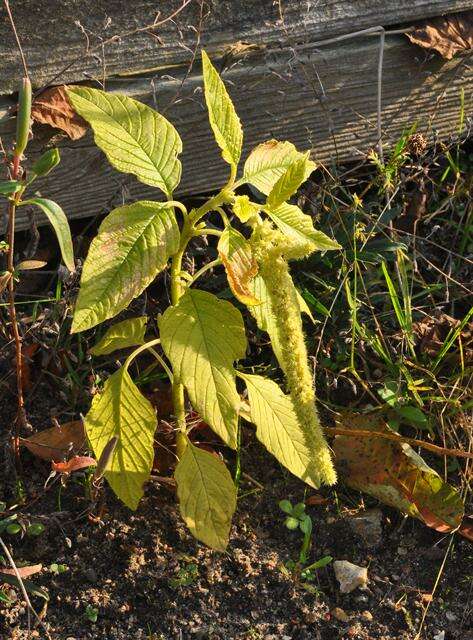 Amaranthus resmi