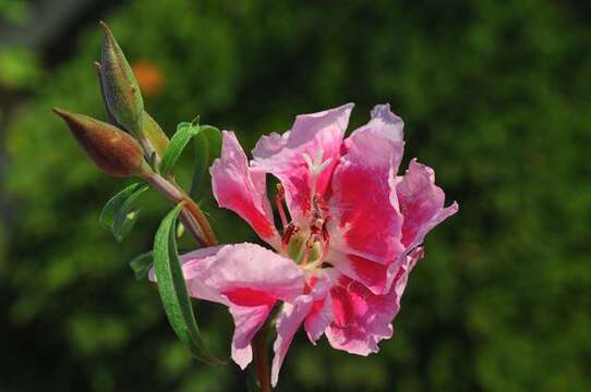 Image of ruby chalice clarkia