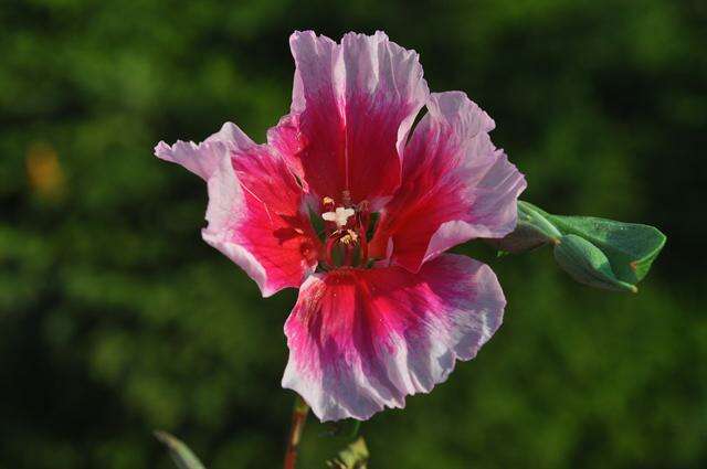 Image of ruby chalice clarkia