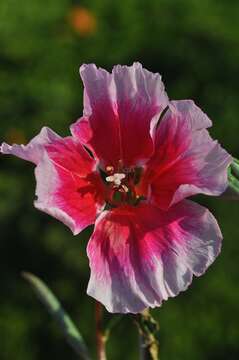 Image of ruby chalice clarkia