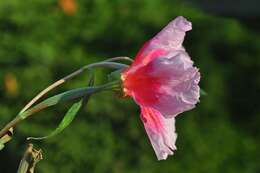 Image of ruby chalice clarkia