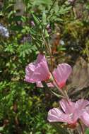 Image of ruby chalice clarkia