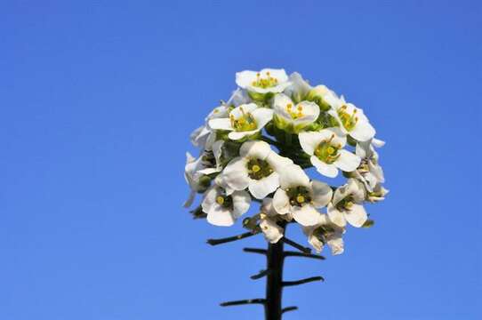 Image of lobularia