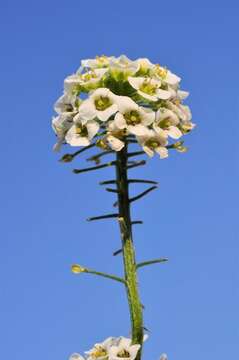 Image of lobularia