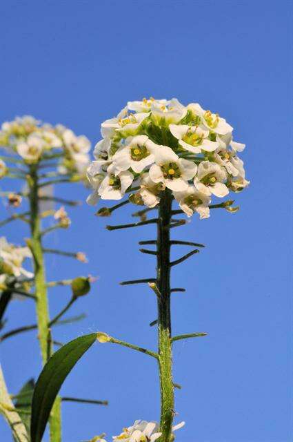 Plancia ëd Lobularia