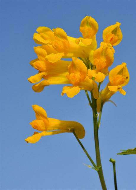 Image of pseudofumaria